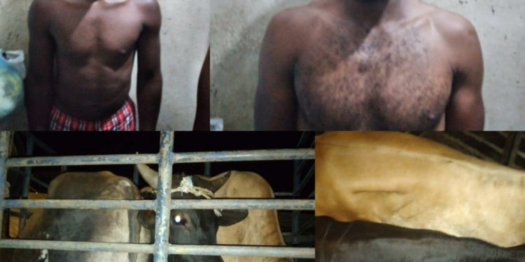 Apresan a dos hombres que sustrajeron tres toros cebú en Sabana Grande de Boyá