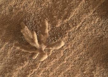 Róver Curiosity de la NASA descubre coral en la superficie de Marte