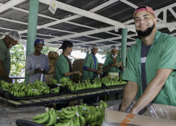 Gobierno interconecta más de 300 exportadores de banano orgánico en Azua; llevaban 20 años usando plantas eléctricas