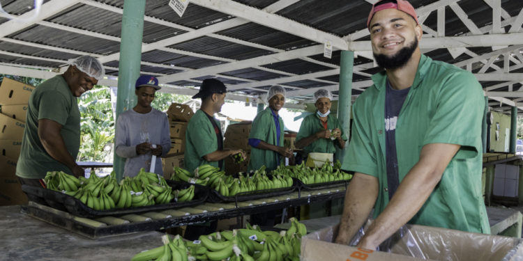 Gobierno interconecta más de 300 exportadores de banano orgánico en Azua; llevaban 20 años usando plantas eléctricas