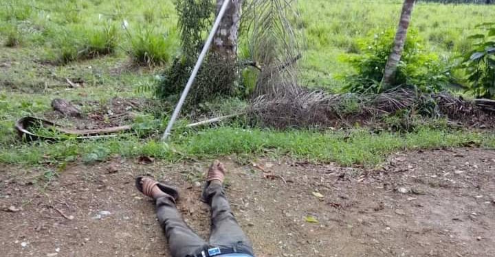 Hombre muere electrocutado al hacer contacto con cable eléctrico cuando tumbaba palma