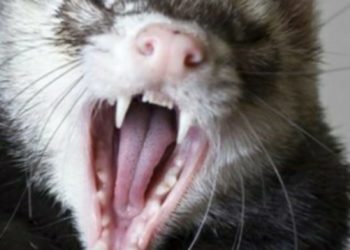 Brote de Hurones constituye un gran peligro a Zambrana en Sánchez Ramírez