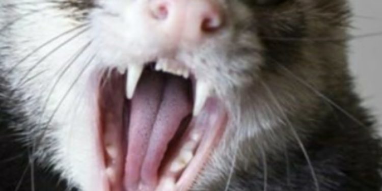 Brote de Hurones constituye un gran peligro a Zambrana en Sánchez Ramírez