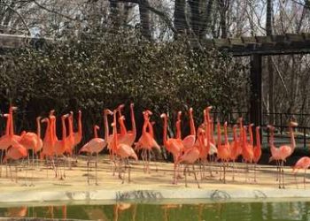 Un zorro salvaje mata a 25 flamencos y un pato en el zoológico de Washington