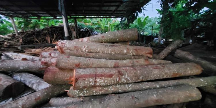 Procuraduría Ambiental allana aserraderos y ocupa caobas de las taladas por el director de Junta Distrital Palmarejo