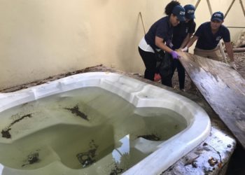 Autoridades intervendrán varias provincias por casos de dengue