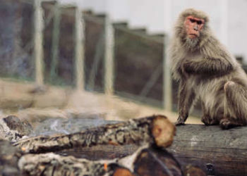 Ataques de monos salvajes dejan más de 40 heridos y obligan a utilizar pistolas tranquilizantes en Japón