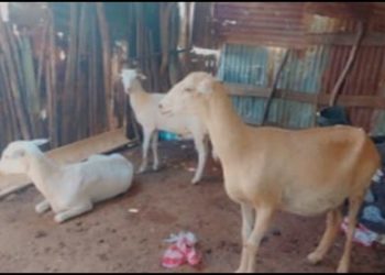 PN recupera tres de 41 ovejos robados en Montecristi; persigue a dos personas acusadas del pillaje