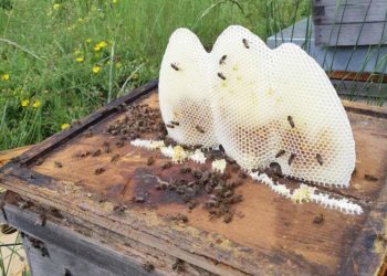 Denuncian que nacionales haitianos queman colmenas de abejas en Oviedo