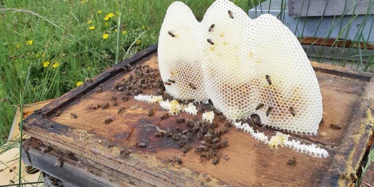 Denuncian que nacionales haitianos queman colmenas de abejas en Oviedo