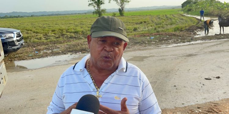 Productores de arroz preocupados porque factorías no quieren recibir el cereal en Villa Riva