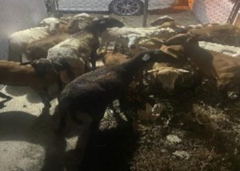 Policía recupera 21 ovejas dentro de un vehículo en Villa Isabela, Puerto Plata