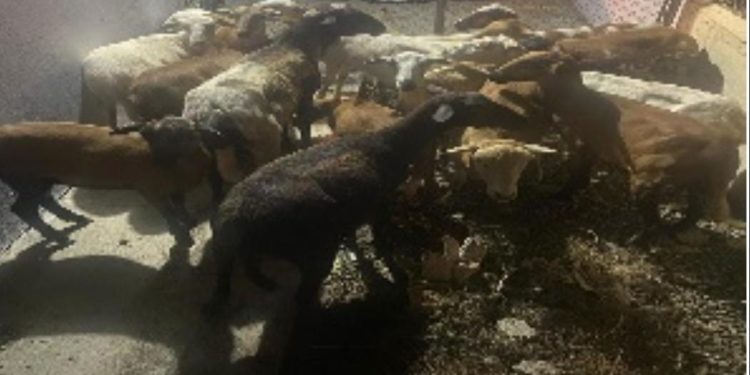 Policía recupera 21 ovejas dentro de un vehículo en Villa Isabela, Puerto Plata