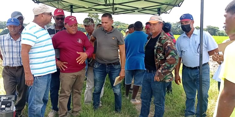 Productores de arroz piden la intervención del Gobierno ante negativa de molineros para la entrega del subsidio en Dajabón