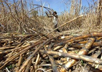 Industria Azucarera Dominicana aclara no tener indicios de trabajos forzosos como anunció EE. UU.