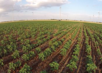 El 90 % de todos los suelos agrícolas se agotarán para 2050, advierte la FAO