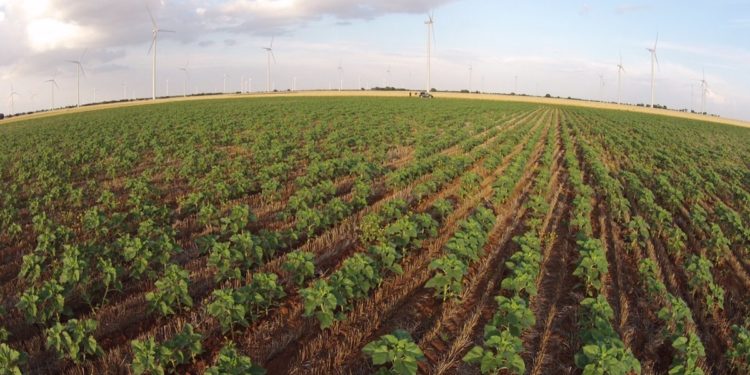 El 90 % de todos los suelos agrícolas se agotarán para 2050, advierte la FAO