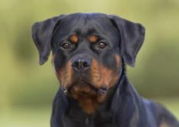 Perros matan hombre de 60 años en La Vega