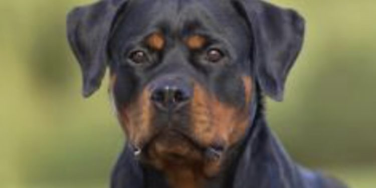 Perros matan hombre de 60 años en La Vega