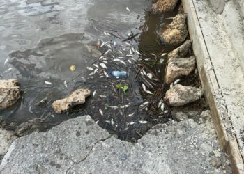 Proedemaren y Ministerio de Medio Ambiente investigan muerte de peces en el río Soco