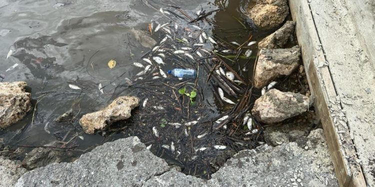 Proedemaren y Ministerio de Medio Ambiente investigan muerte de peces en el río Soco