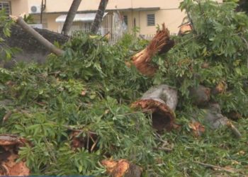 Hombre mata a su vecino por tirarle escombros de Fiona en su patio