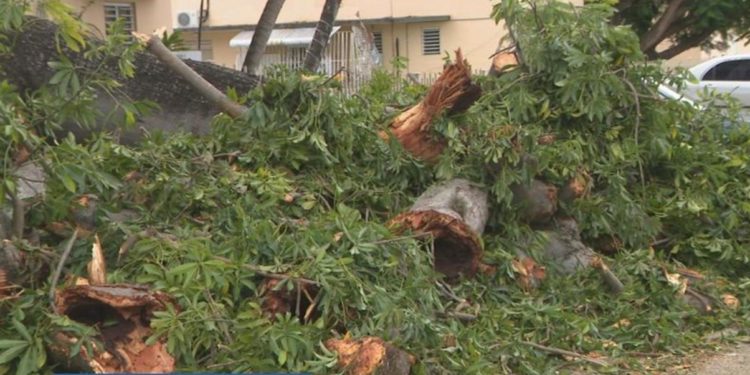 Hombre mata a su vecino por tirarle escombros de Fiona en su patio