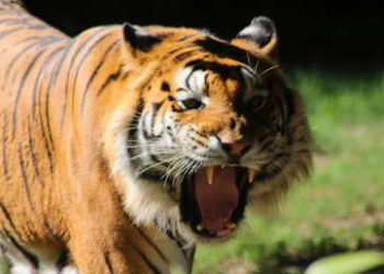 Madre india lucha a mano limpia contra un tigre y salva a su bebé