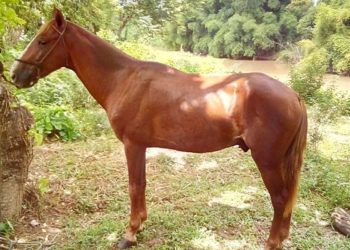 Desconocidos roban caballo en finca de Villa Riva