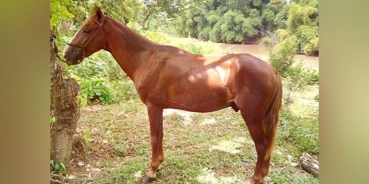 Desconocidos roban caballo en finca de Villa Riva