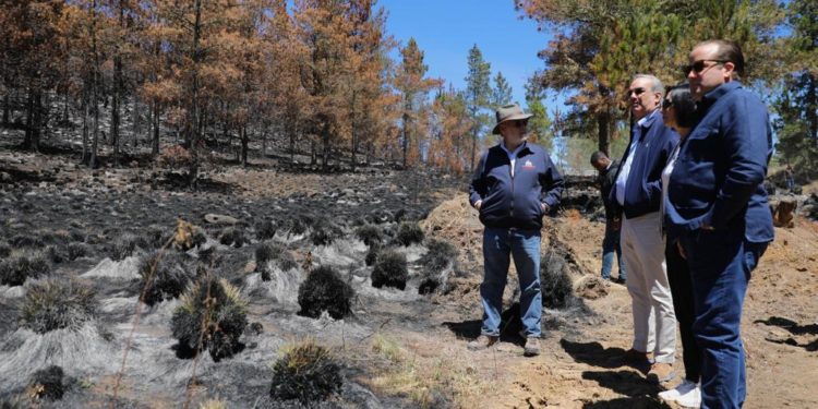 Presidente Abinader anuncia plan de acción para regenerar zonas afectadas por incendios en Valle Nuevo y todo el país