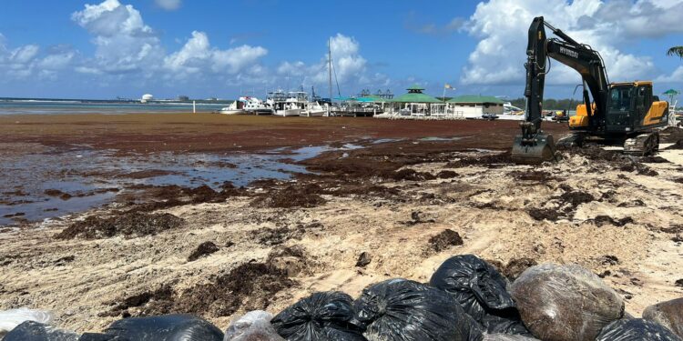 Zorrilla Ozuna pide declarar en estado de emergencia playa de Boca Chica por ocupación Sargazo
