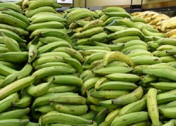 Presidente Abinader crea Comisión Dominicana del Plátano (CODOPLATANO)