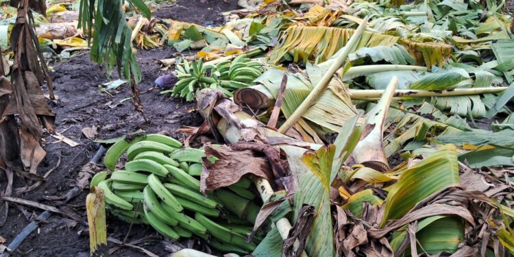 Agricultura auxilia productores de plátanos afectados por los fenómenos atmosféricos de los últimos días