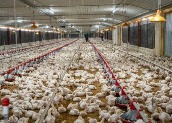 Mercado de pollo muestra una franca mejoría en abastecimiento y oferta de 21.8 millones para septiembre