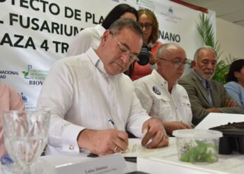 República Dominicana se adelanta al Fusarium R4T: Agricultura y OIRSA lanzan proyecto pionero de banano tolerante